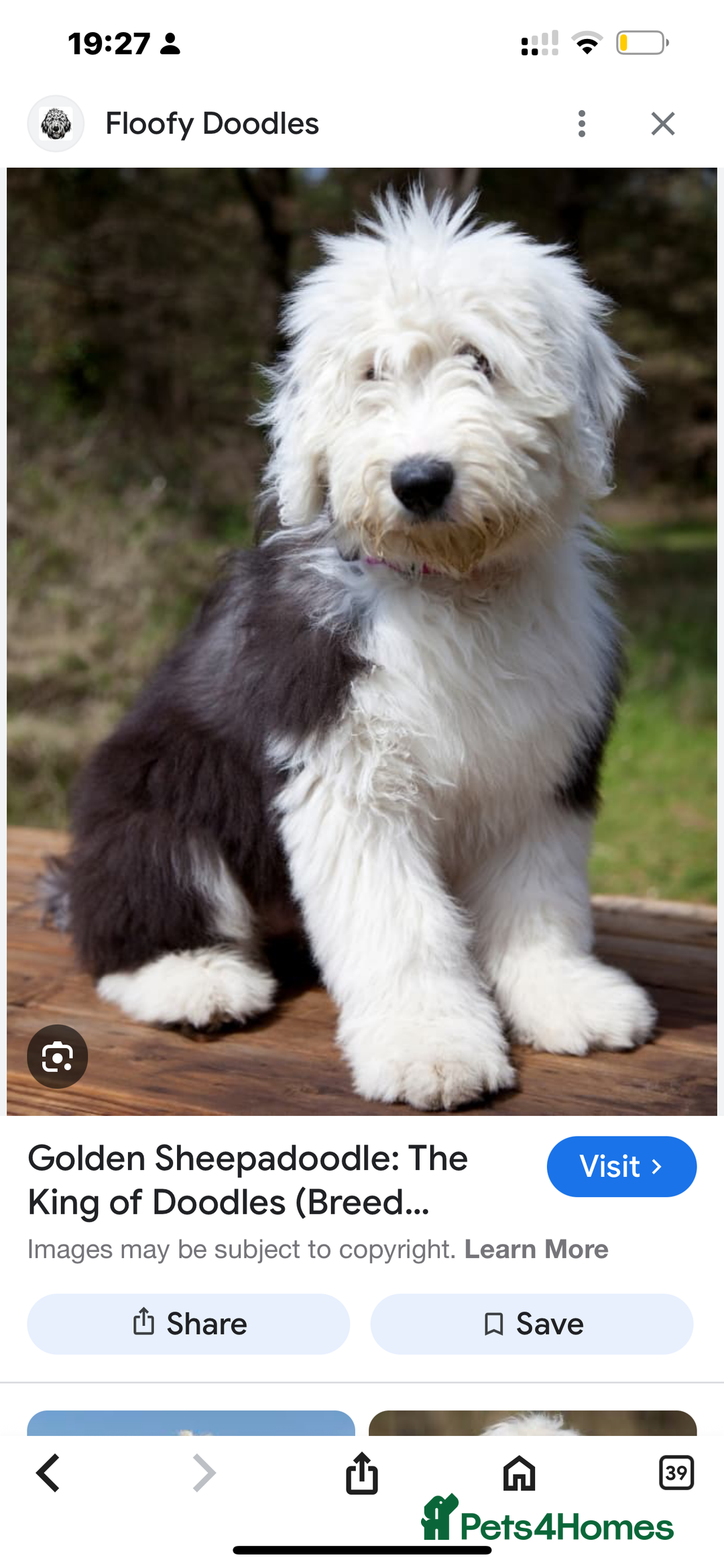 Old English Sheepdog dogs for sale: Outstanding Old English Sheepdog - Image 15