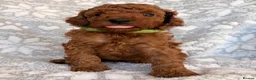 Toy Poodle dogs for sale: 🐾 KC register Red Toy Poodle Puppies 🐾  in Caerphilly - Advert 4