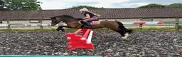 Welsh Section C horses for sale: 13.2hh Welsh Section C Bay Gelding – 8 Years Old  in Great Yarmouth - Advert 4