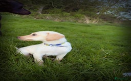 Labrador Retriever dogs for sale: Labrador Retriever - Image 4
