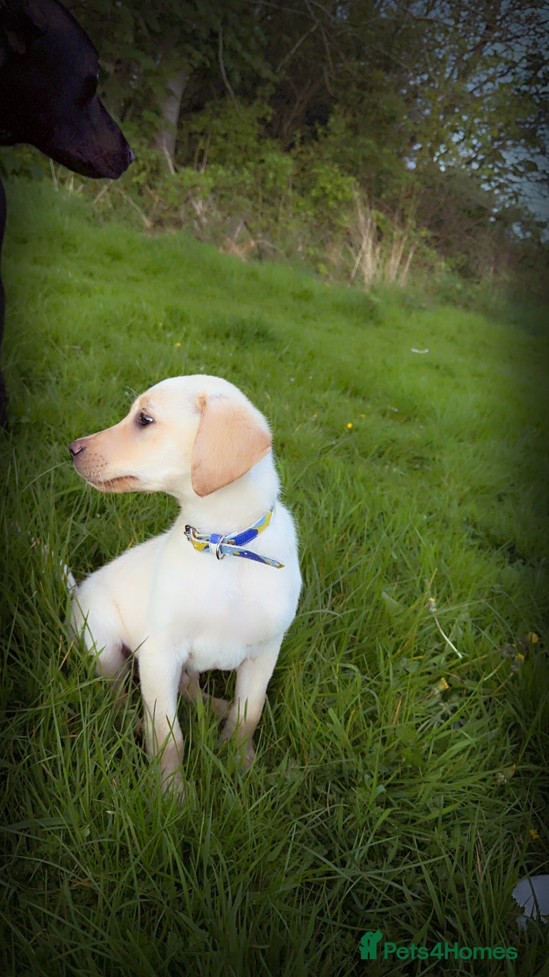 Labrador Retriever dogs for sale: Labrador Retriever - Image 4