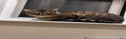 Bengal cats for sale: Male Bengal cat - Advert 2