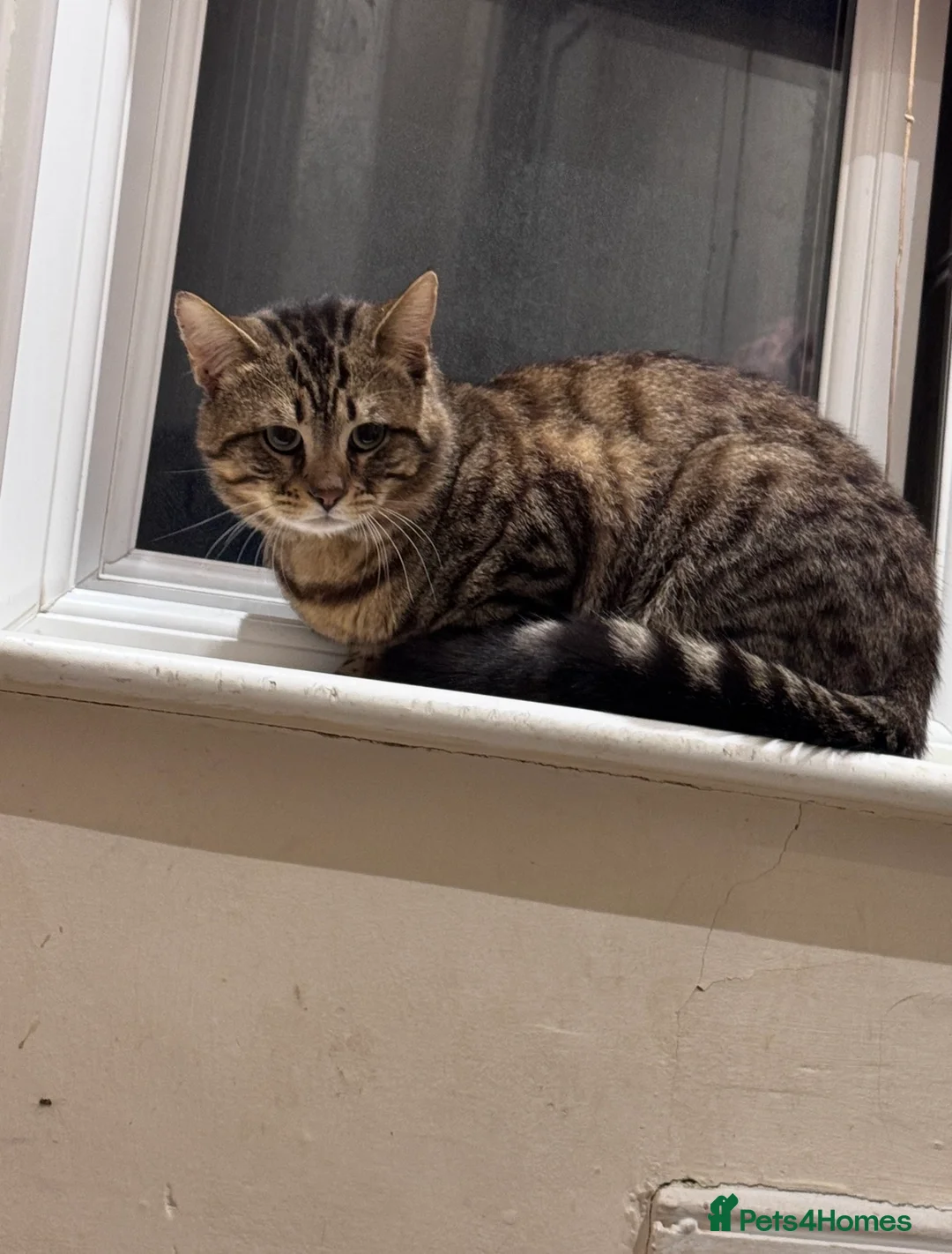 Bengal cats for sale: Male Bengal cat - Advert 2