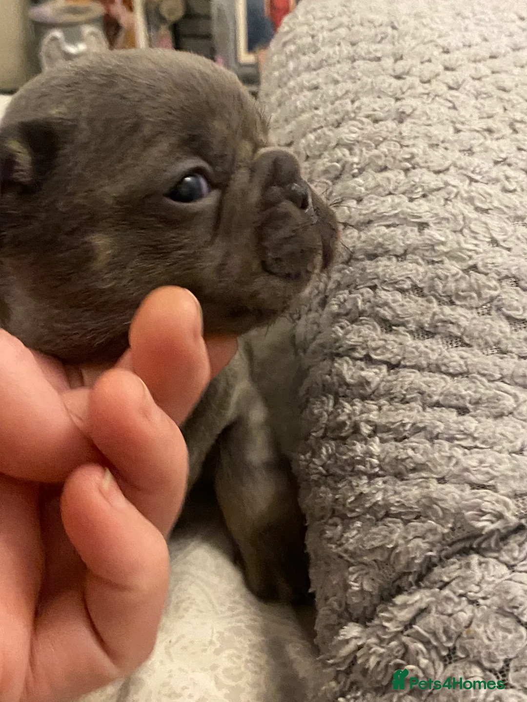 French Bulldog dogs for sale: Stunning chunky French bulldog pups  - Advert 15