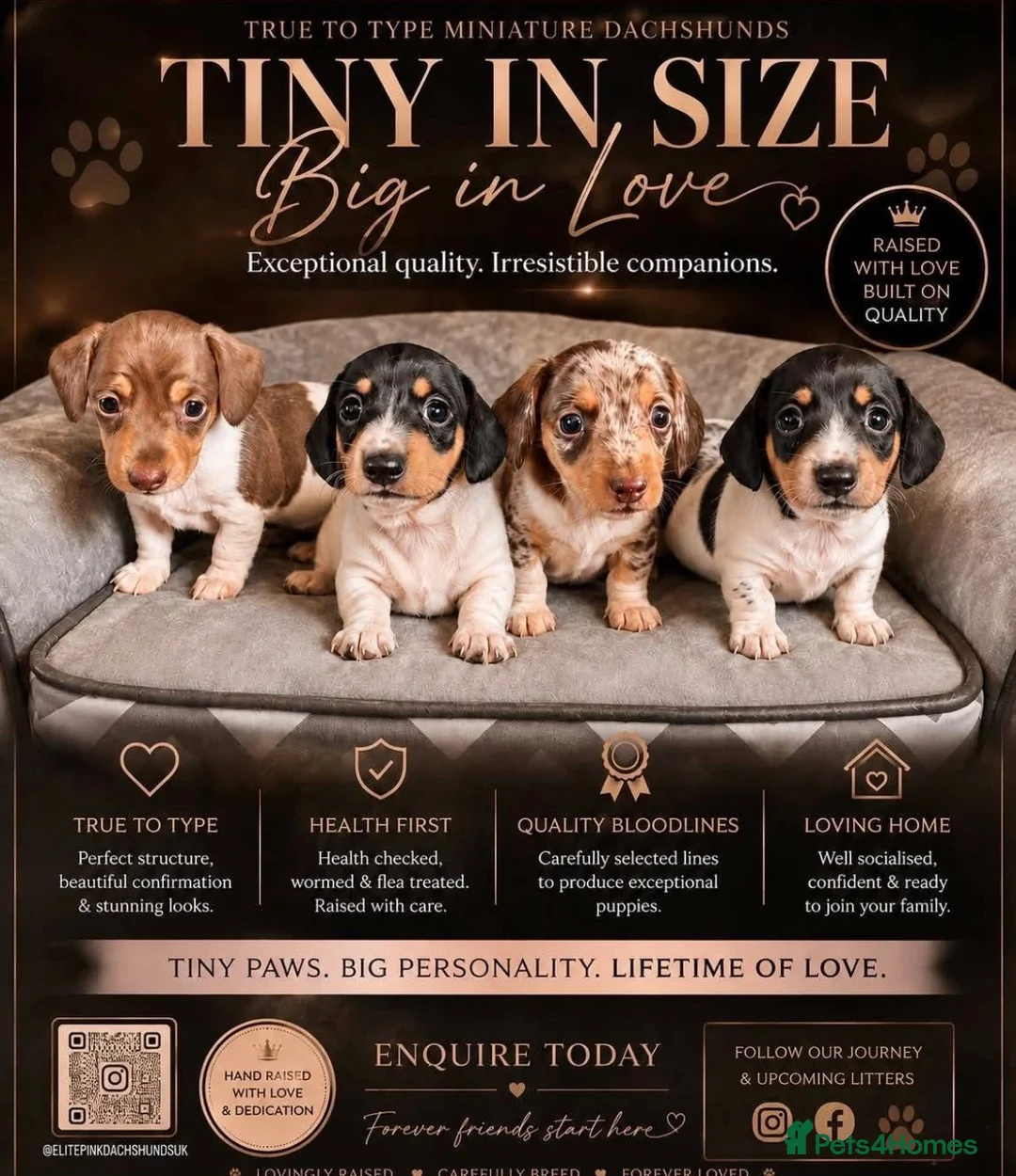 Miniature Dachshund dogs for sale: Mini dachshunds in Evesham - Advert 1