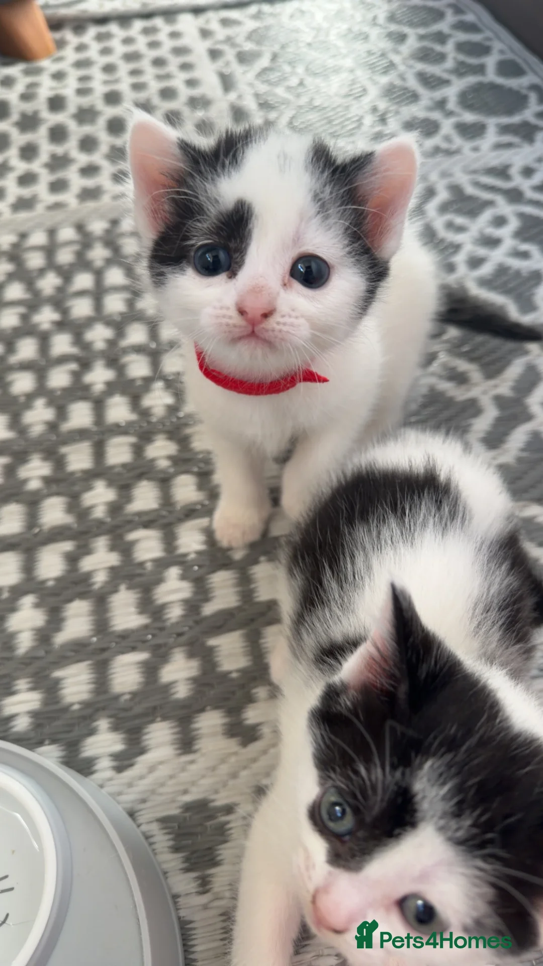 Mixed Breed cats for sale: Black and white Mixed Breed Kittens-8 weeks old in Sittingbourne - Advert 11