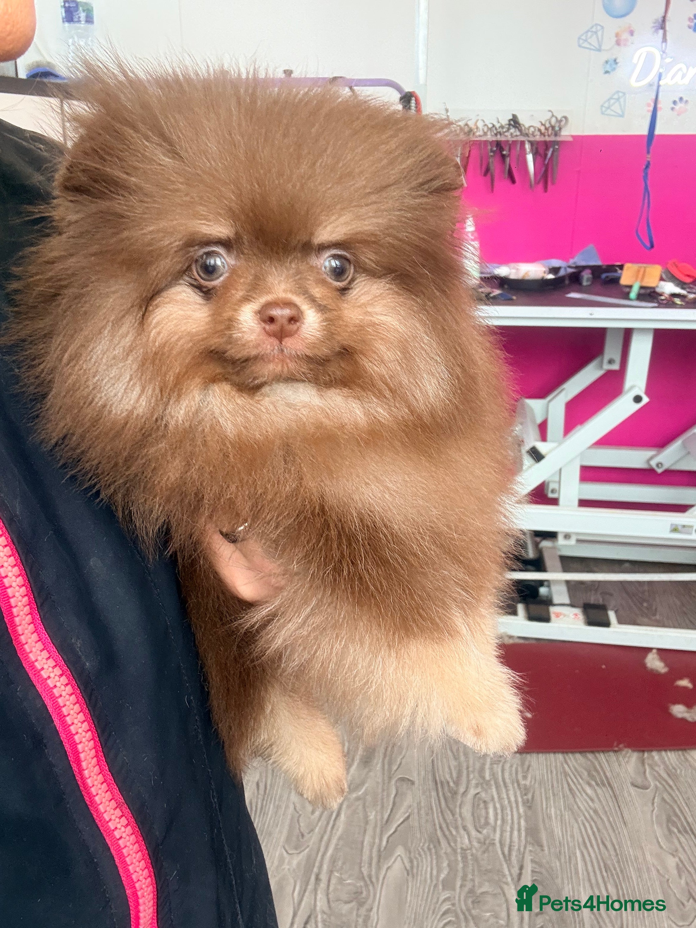 Pomeranian dogs CHOCOLATE AND TAN BOY  😍🧸🤎✨ - Advert 1