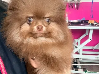 Pomeranian dogs CHOCOLATE AND TAN BOY 😍🧸🤎✨ - Advert 1