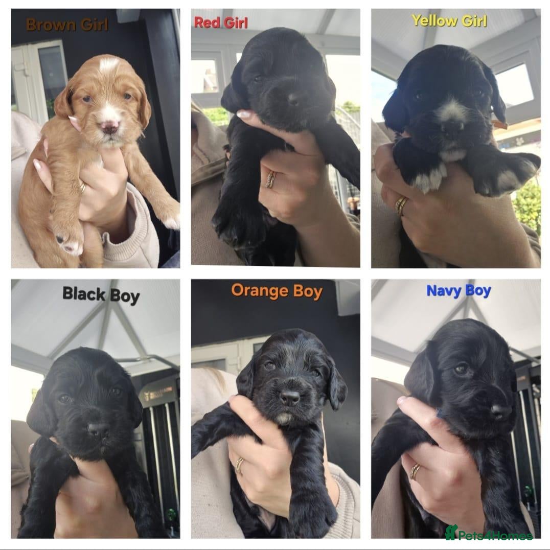 Cockapoo dogs Cockapoo Puppies - Advert 1