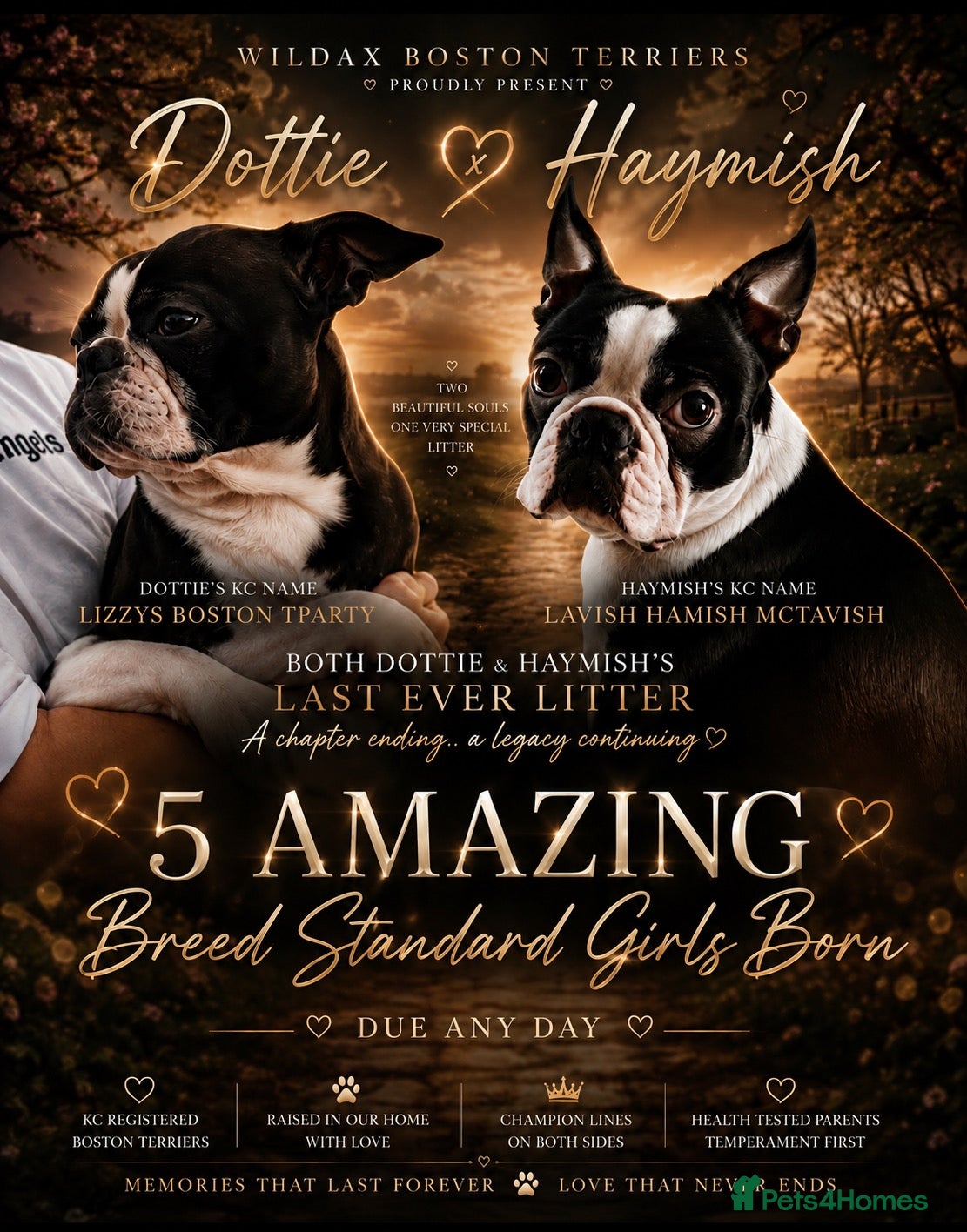 Boston Terrier dogs 5 Outstanding Wildax & Skin Deep  - Advert 2