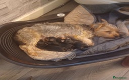 Yorkshire Terrier dogs for sale: Yorkshire terrier pupys - Image 2