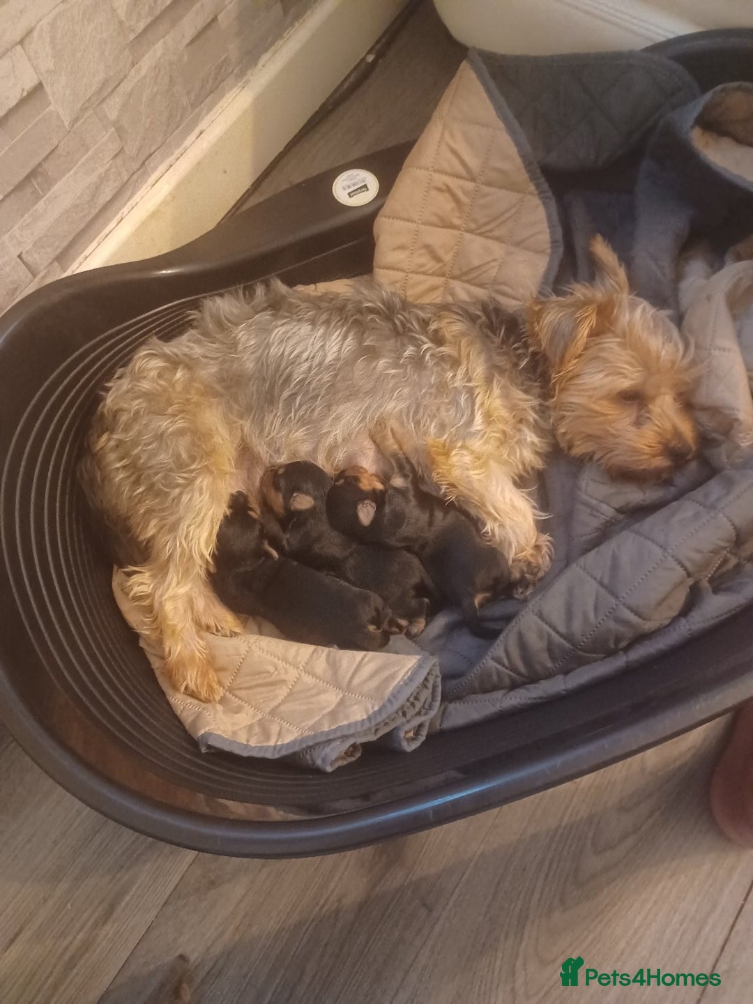 Yorkshire Terrier dogs for sale: Yorkshire terrier pupys - Image 2