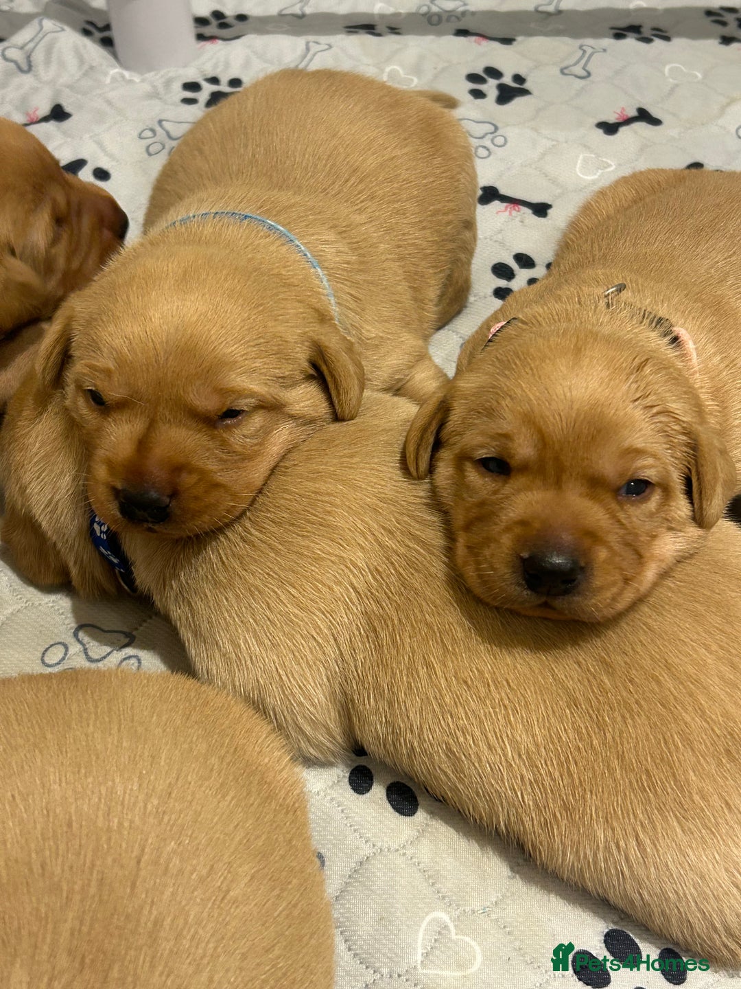 Labrador Retriever dogs for sale: Labrador puppies for sale  - Advert 2