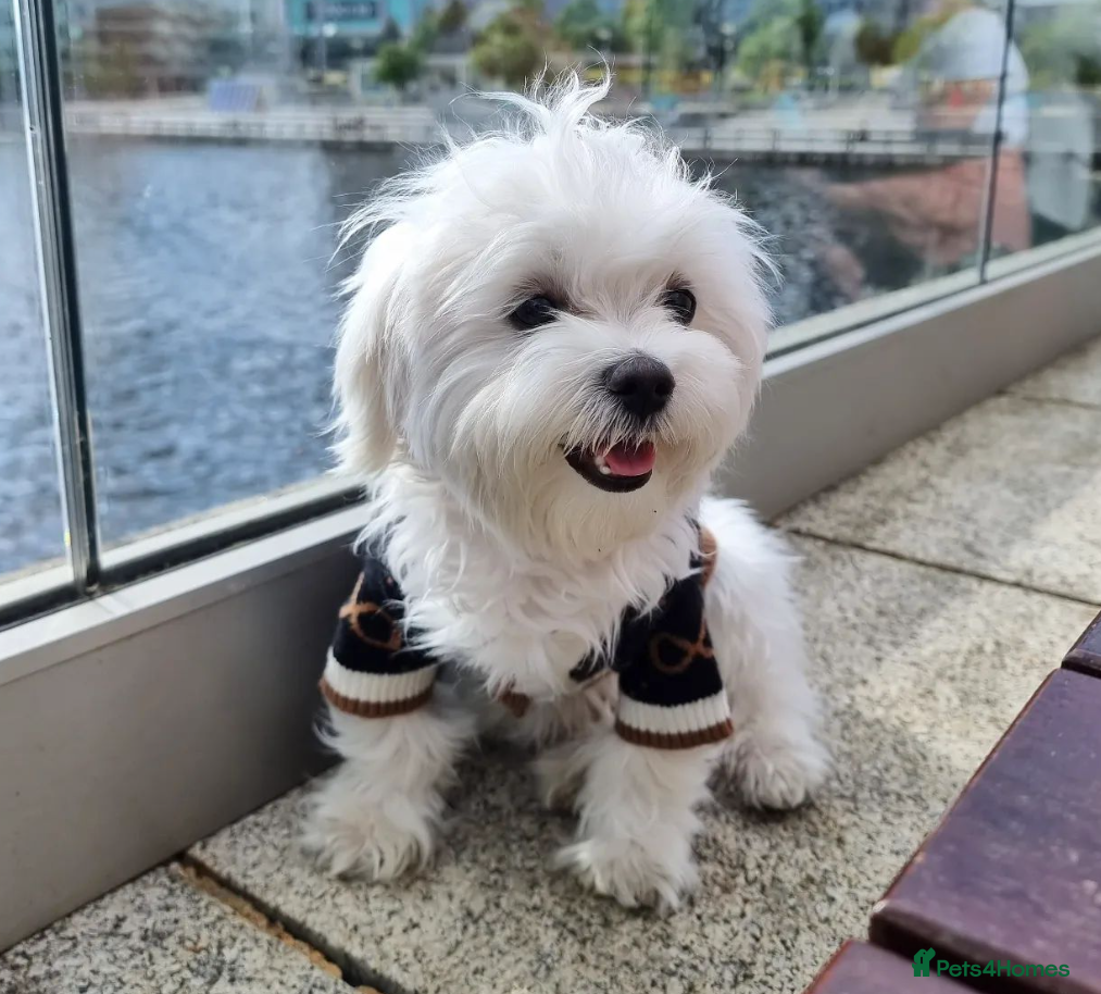 Maltese dogs Prince Lucky available for Stud in Rochdale - Advert 1