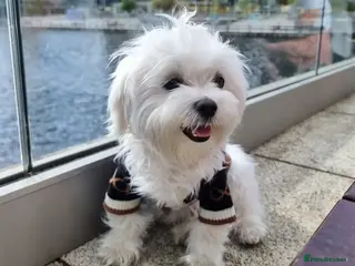 Maltese dogs Prince Lucky available for Stud in Rochdale - Advert 1