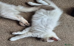 Ragdoll cats for sale: 4 energetic ragdoll fluffballs  - Image 11