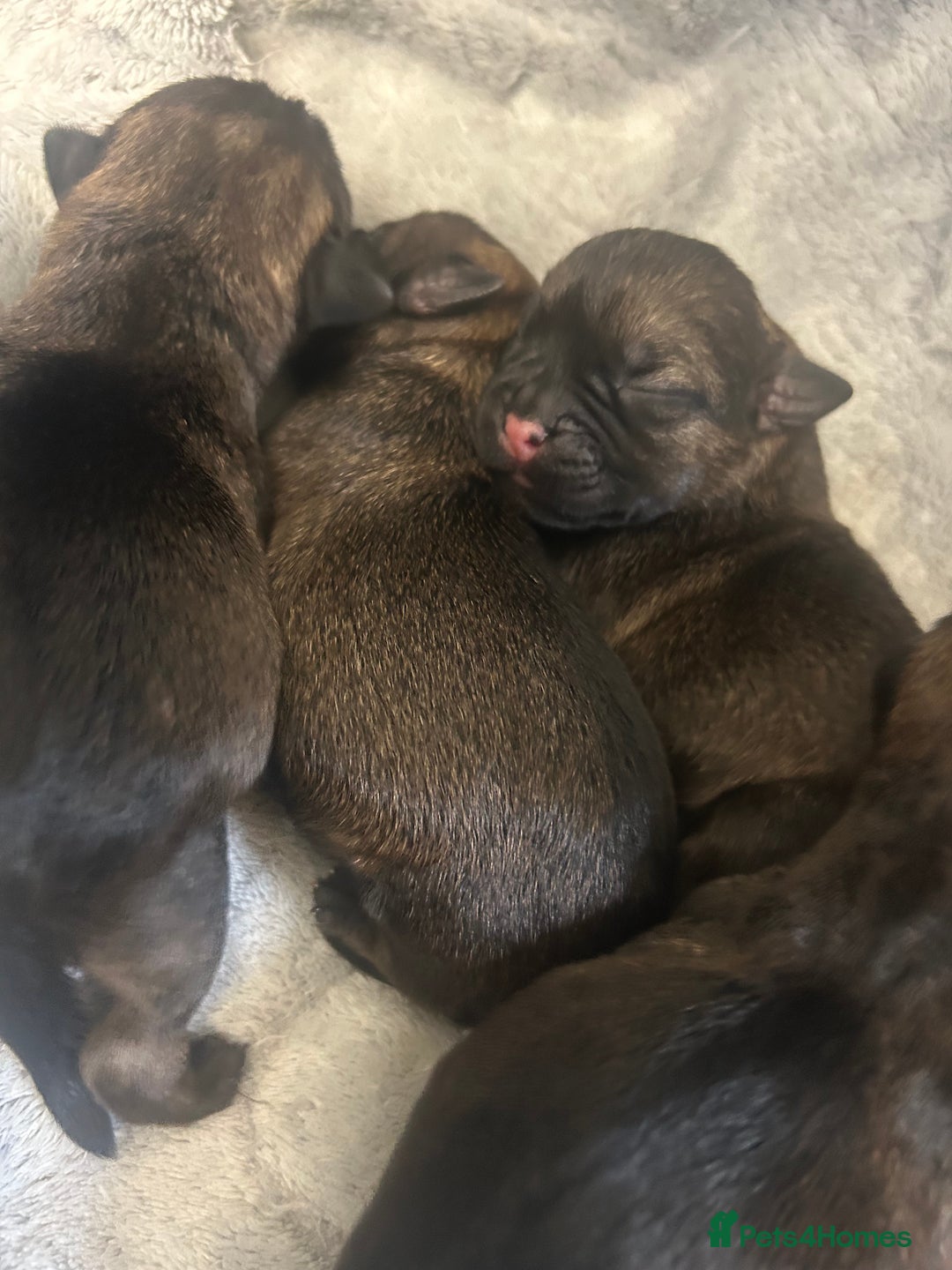 Border Terrier dogs for sale: Border terrier puppys - Image 10