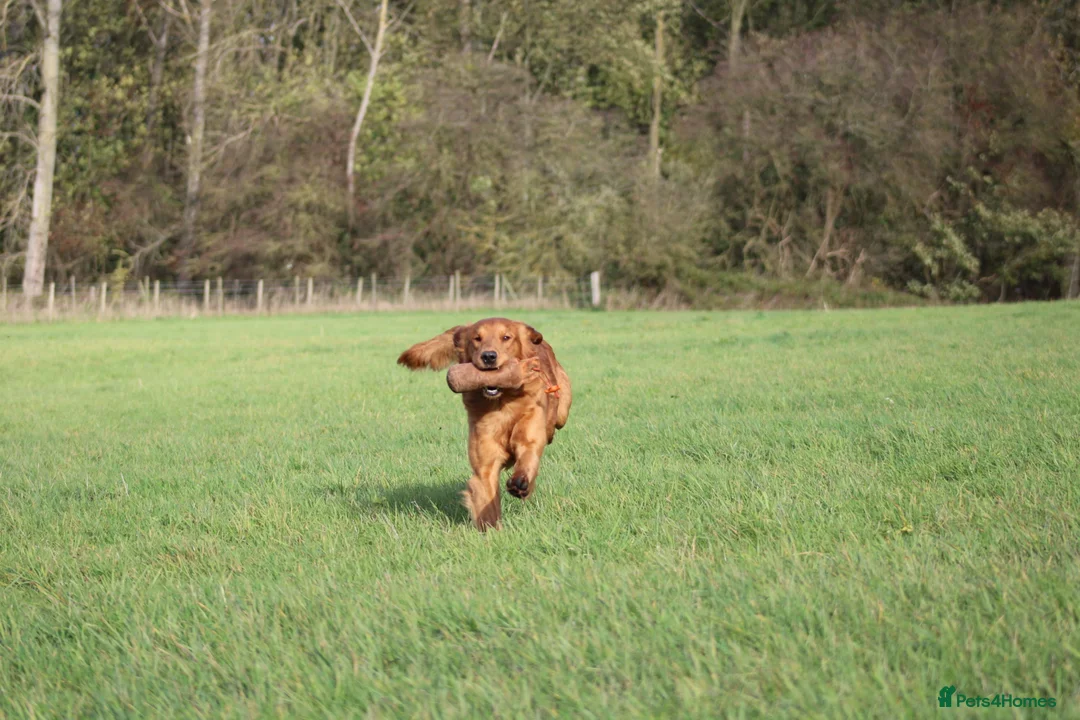 Golden Retriever dogs for stud: EXTENSIVELY health tested with excellent results! in Newark - Advert 23