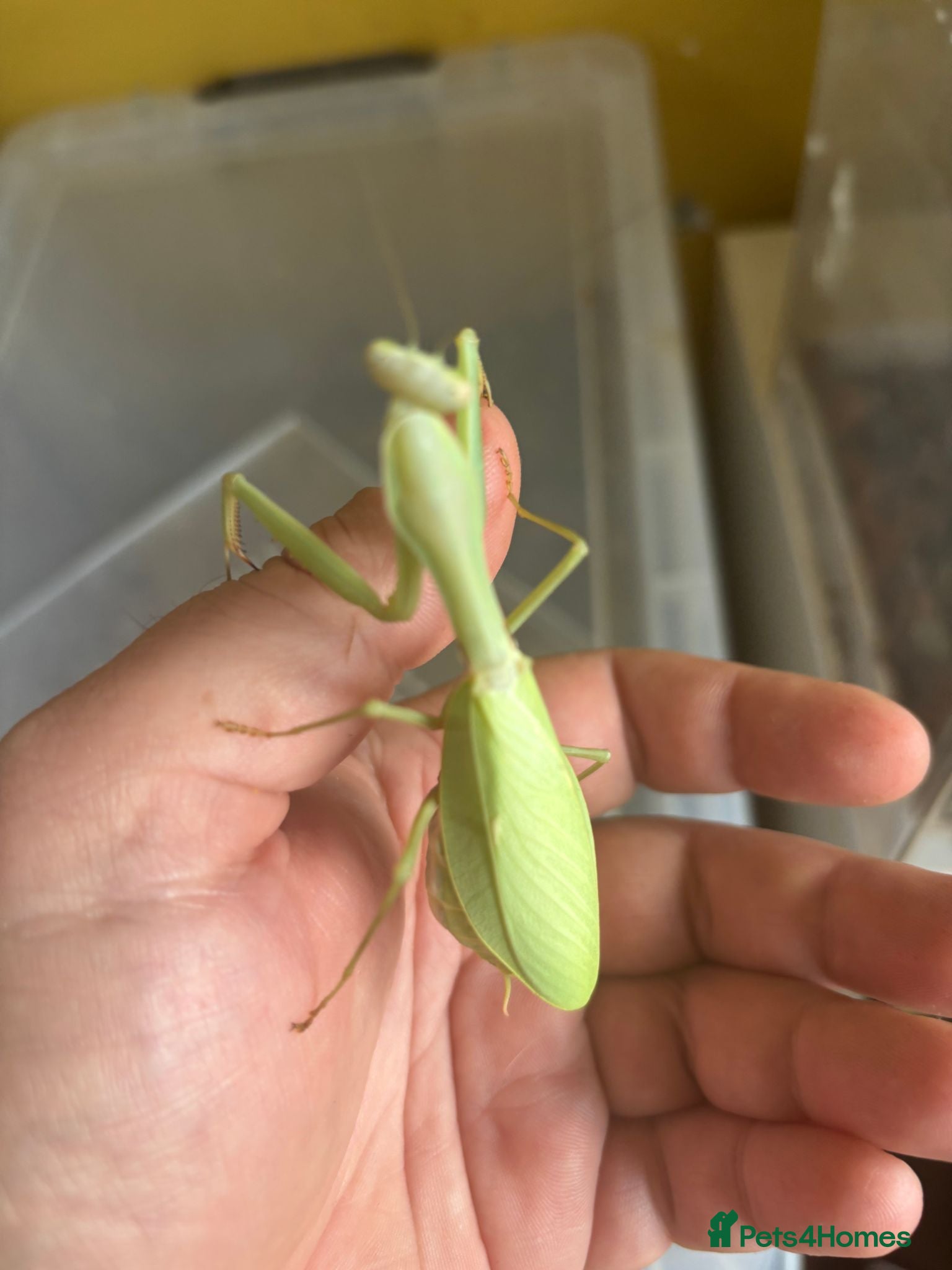 Praying Mantis invertebrates Mantis / Assassin bugs for sale - Advert 2
