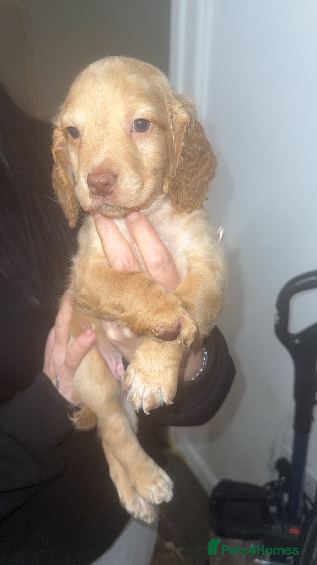 Cocker Spaniel dogs for sale: REDUCED💵cocker spaniel puppies 🩷💙 - Advert 20