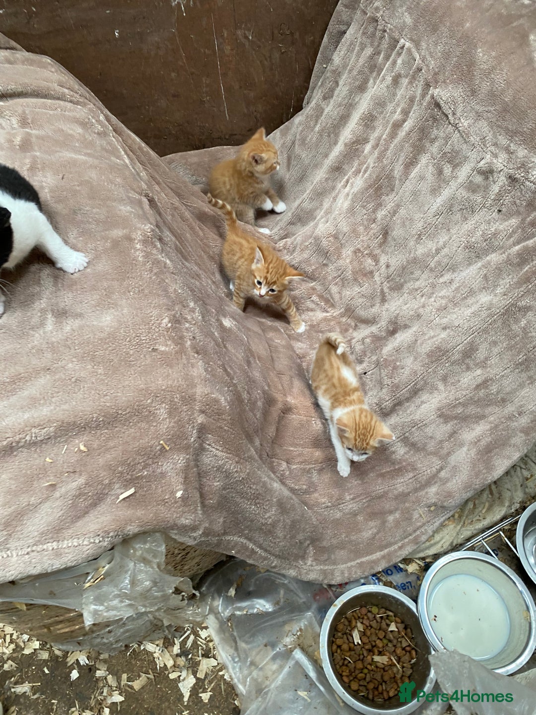 Mixed Breed cats for sale: Adorable Kittens  - Image 16