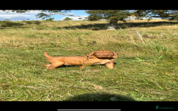 Hungarian Vizsla dogs for sale: Wirehaired Vizsla’s - Image 34