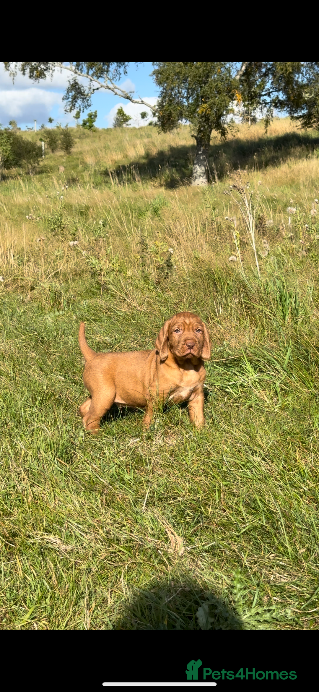 Hungarian Vizsla dogs for sale: Wirehaired Vizsla’s - Image 34
