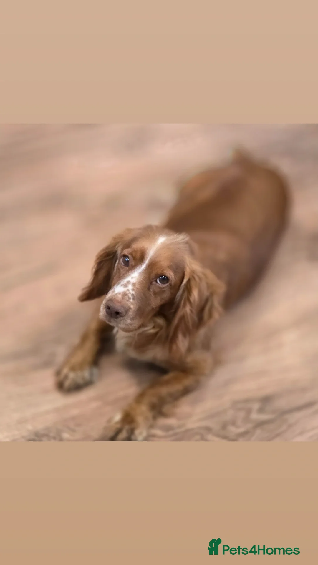 Cocker Spaniel dogs for sale: Cocker Spaniel Puppies in Launceston - Advert 2