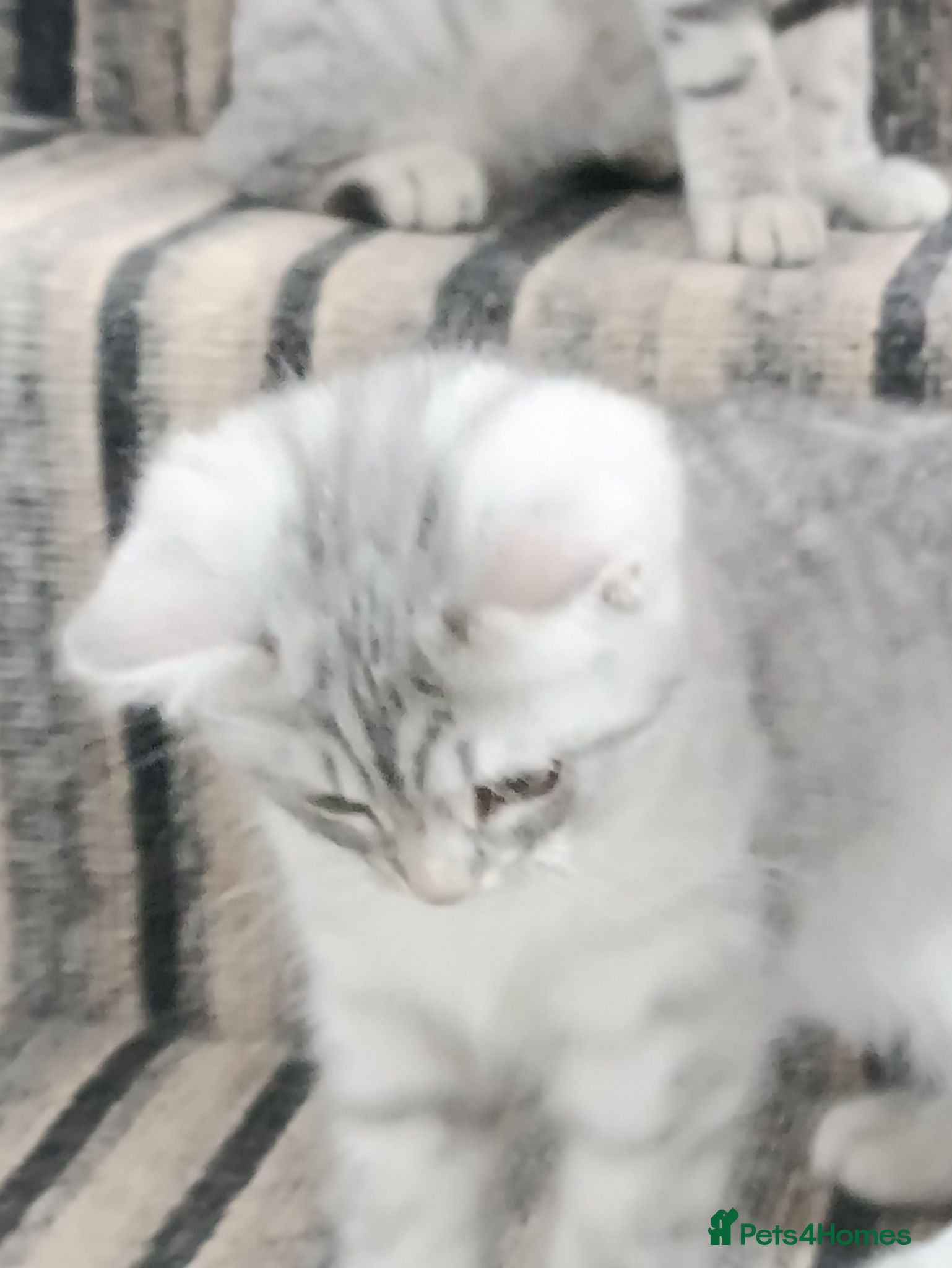 British Shorthair cats Lovely kittens  - Advert 1