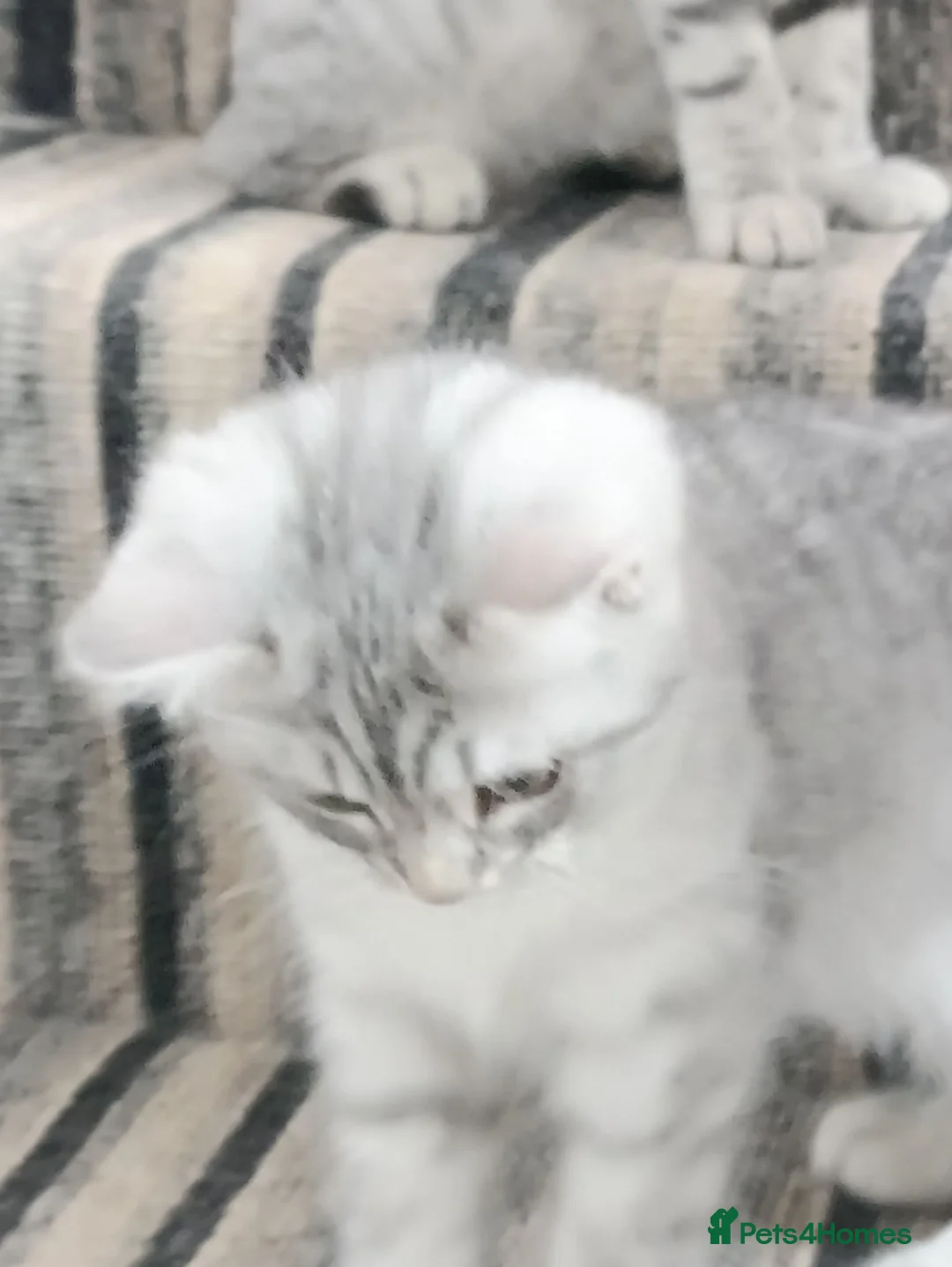 British Shorthair cats for sale: Lovely kittens  - Advert 1