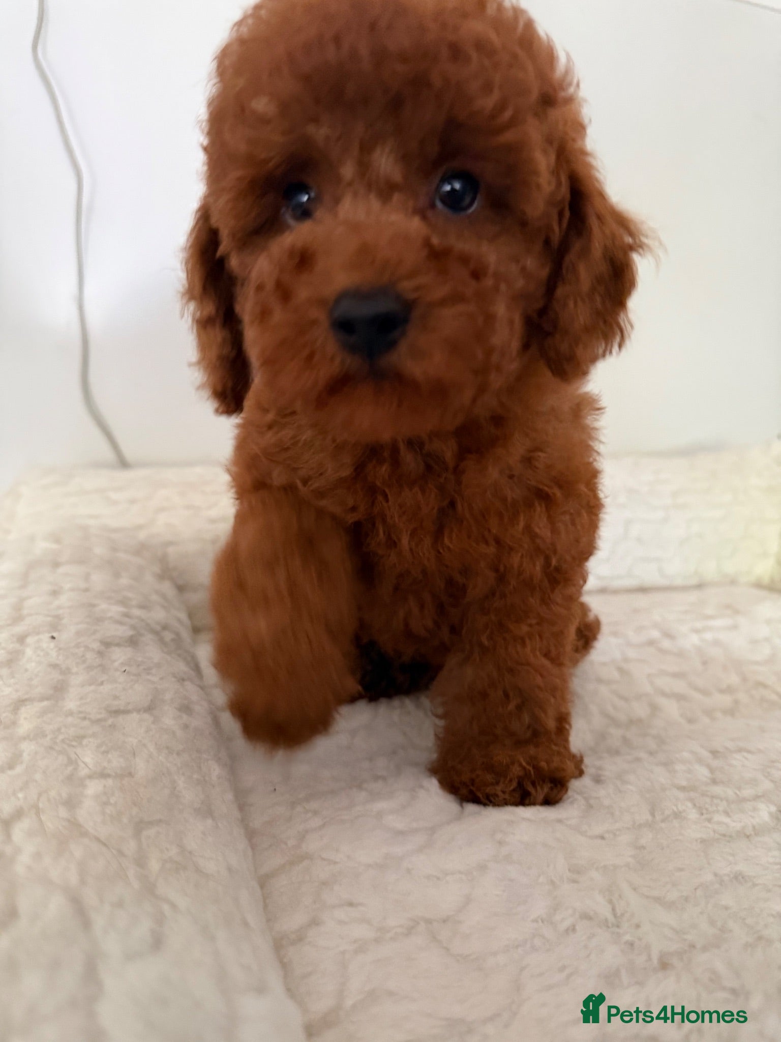 Toy Poodle dogs Beautiful babies available.  - Advert 2