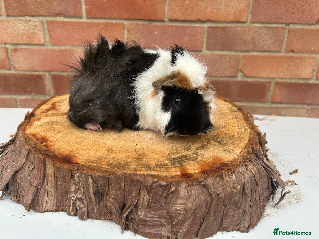 Guinea Pig rodents for sale: Female Guinea Pigs  - Image 2