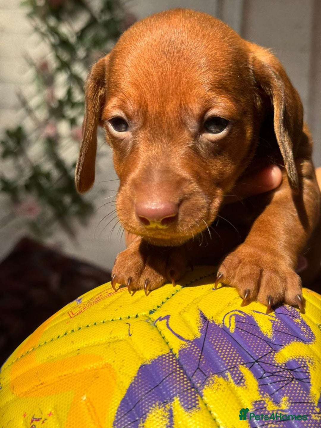 Miniature Dachshund dogs for sale: STUNNING MINIATURE DACHSHUND PUPPIES - Image 8