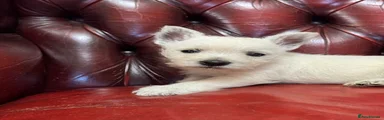 West Highland Terrier Puppy 1