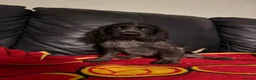 Cocker Spaniel dogs for sale: Beautiful cocker spaniels pups in Pontypool - Advert 14