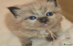 Ragdoll cats for sale: Proven healthy ragdolls 🐾 Sepias & traditionals   - Image 29