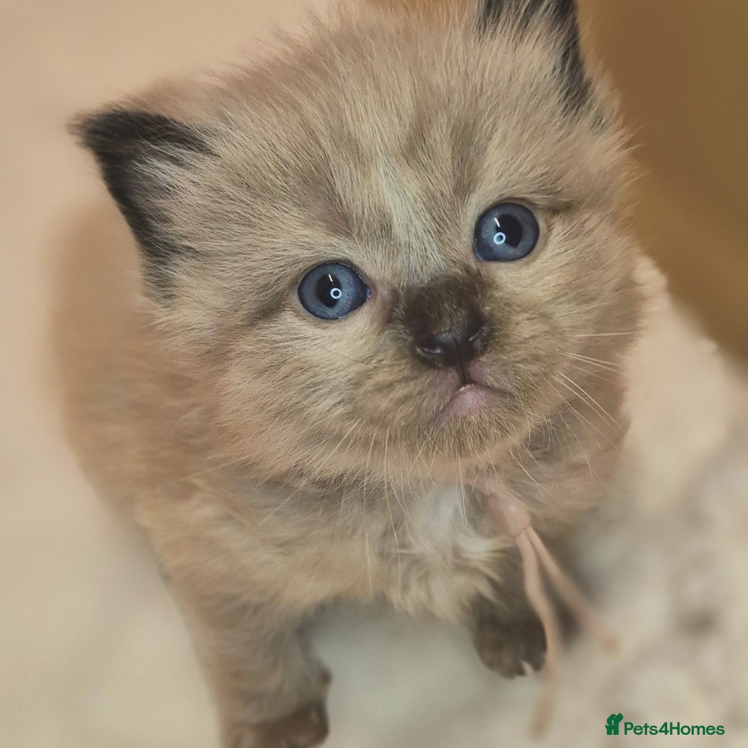 Ragdoll cats for sale: Proven healthy ragdolls 🐾 Sepias & traditionals   - Image 29