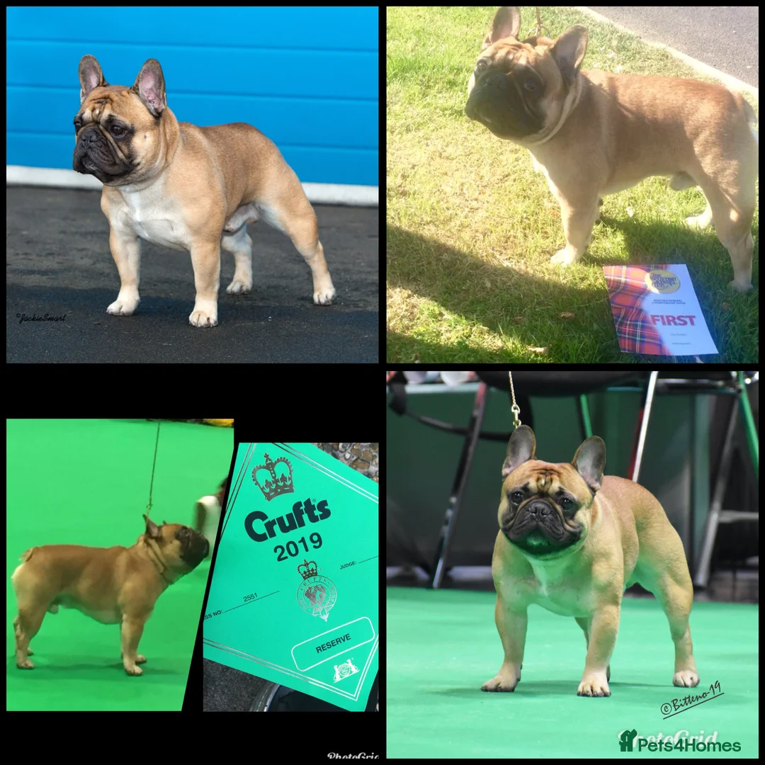 French Bulldog dogs for stud: Henri show winning red fawn stud  - Advert 10