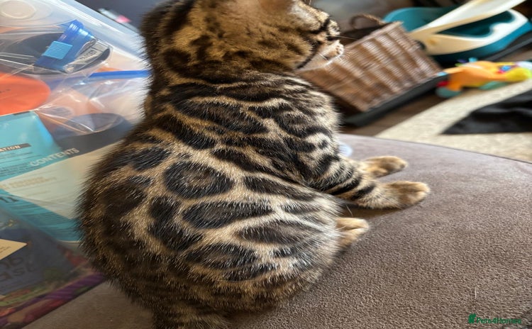 Bengal cats - Advert 6