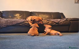Labrador Retriever dogs for sale: KC Registered Fox Red Labrador Puppies - Image 17