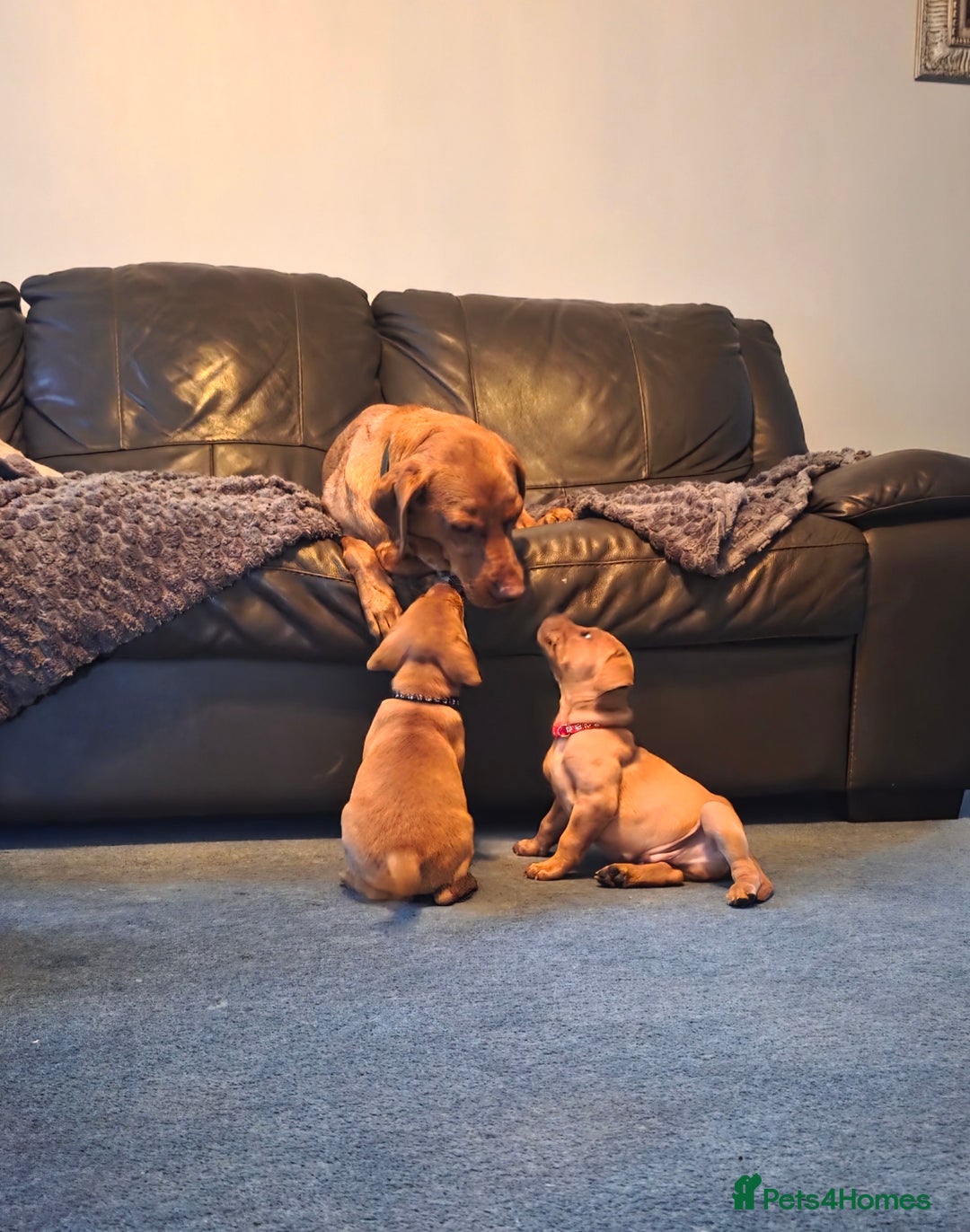 Labrador Retriever dogs for sale: KC Registered Fox Red Labrador Puppies - Image 17