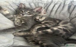 Bengal cats for sale: Striking Blue TICA Male Bengal Kittens 💙  - Image 17