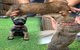 Belgian Shepherd Dog dogs for sale: Belgian malinois puppies from working dog lines  - Image 8