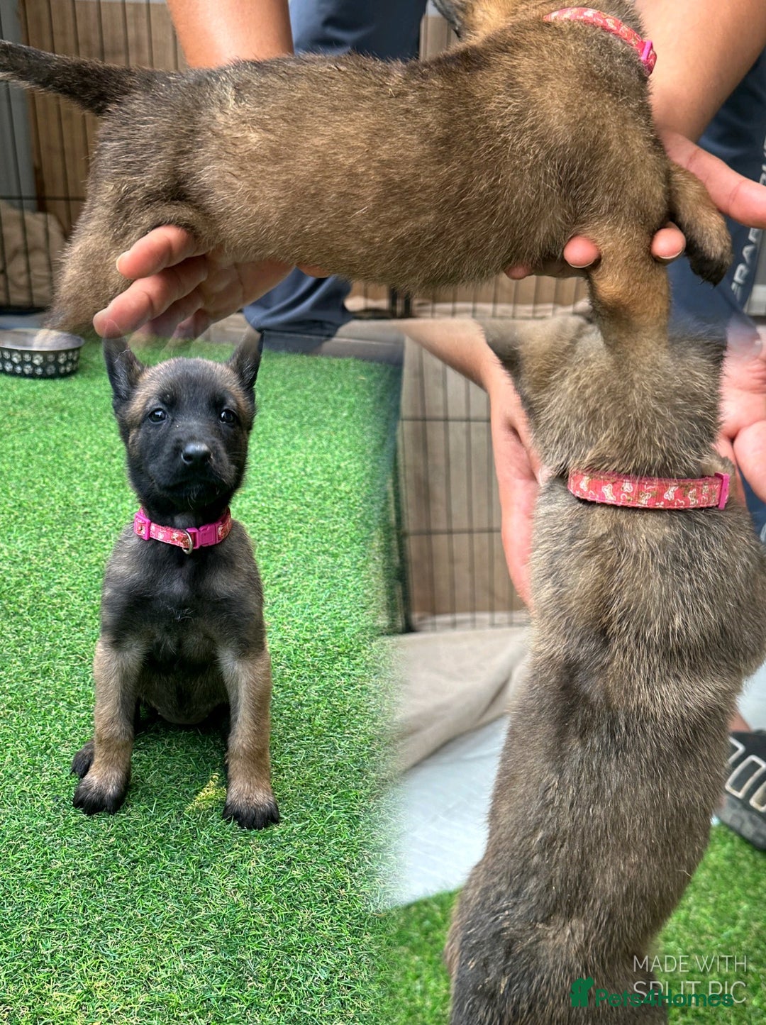 Belgian Shepherd Dog dogs for sale: Belgian malinois puppies from working dog lines  - Image 8