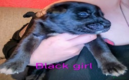 Mixed Breed dogs for sale: 5 tamaskan x pups  - Image 4