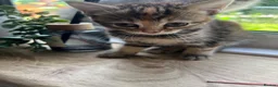 Mixed Breed cats for sale: 4 beautiful well socialised kittens  - Advert 1