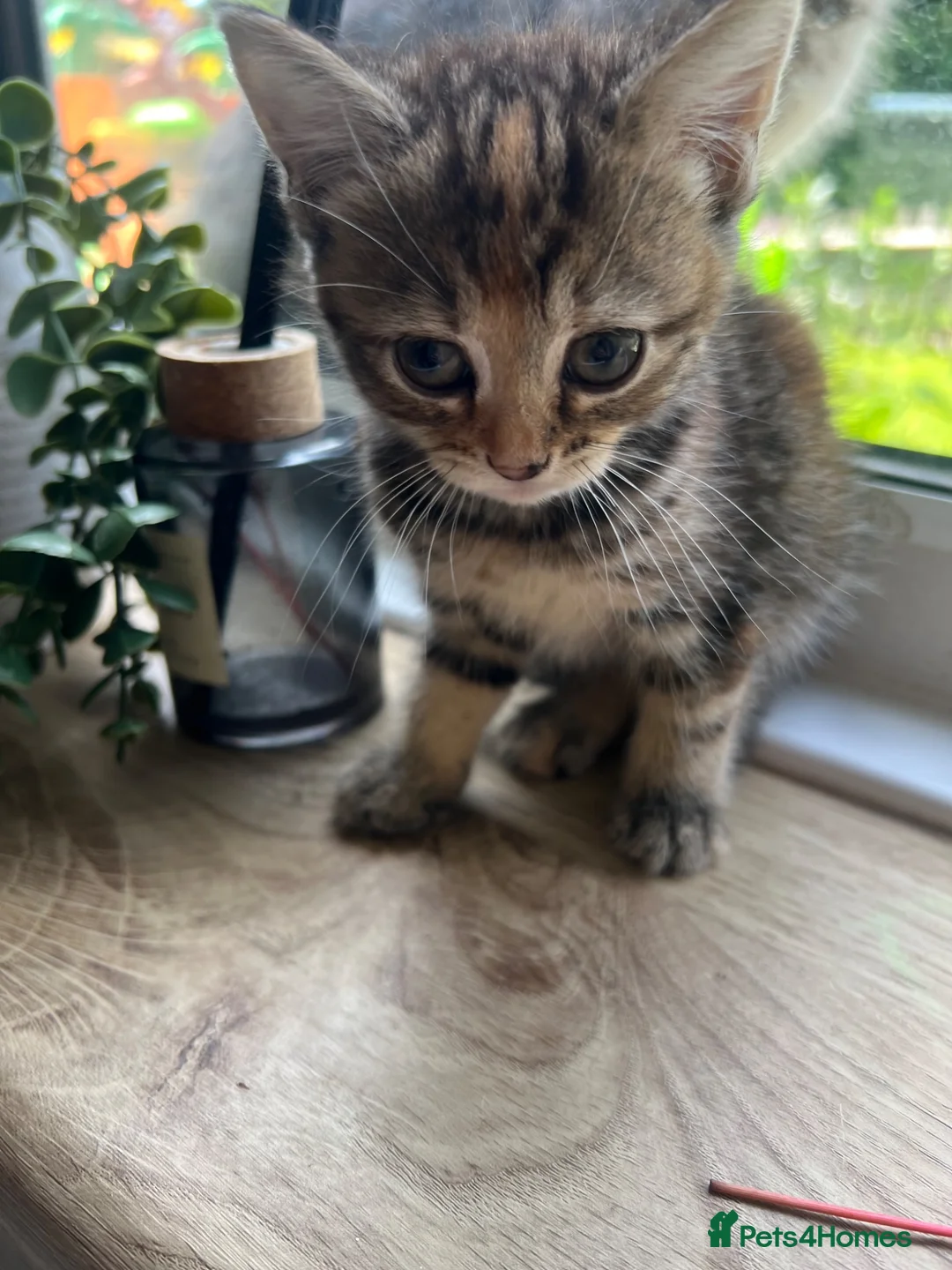 Mixed Breed cats for sale: 4 beautiful well socialised kittens  - Advert 1