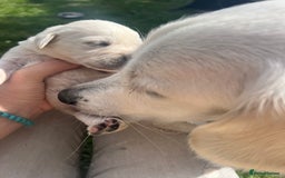 Goldador dogs for sale: Puppies- Goldadors (Golden retriever) (Labrador)  - Image 10
