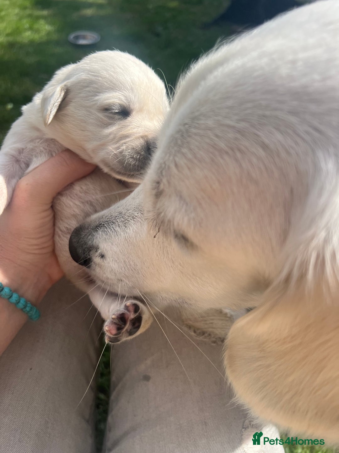 Goldador dogs for sale: Puppies- Goldadors (Golden retriever) (Labrador)  - Image 10
