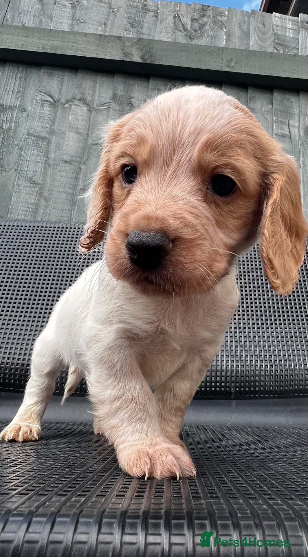 Cocker Spaniel dogs 5⭐️licensed.1 boy left.KC working cocker spaniel - Advert 1